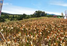 Tanaman Jagung di Empang dan Plampang Terancam Puso