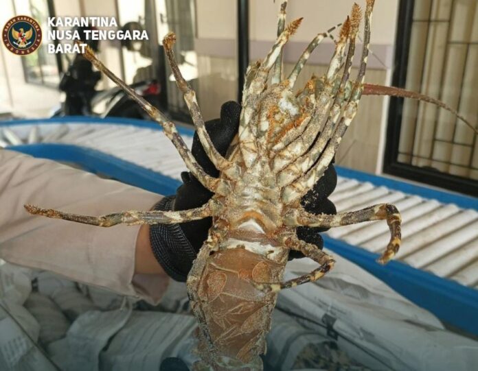 Karantina NTB (Ekbis NTB/bul)