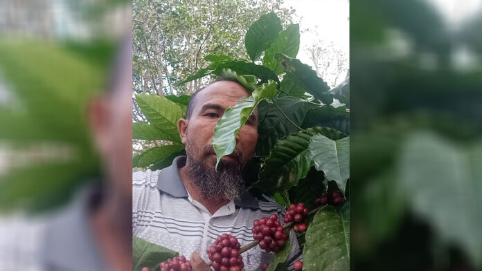 PRIMADONA - Kopi Robusta Tambora yang menjadi primadona penikmat kopi di luar NTB. Harga per kilogram di pasaran menembus Rp80 ribu. (Ekbis NTB/ula)