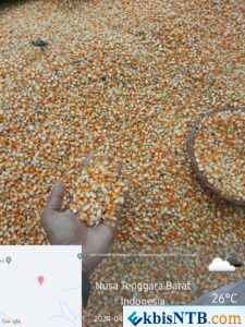 Harga Jagung Kian Turun