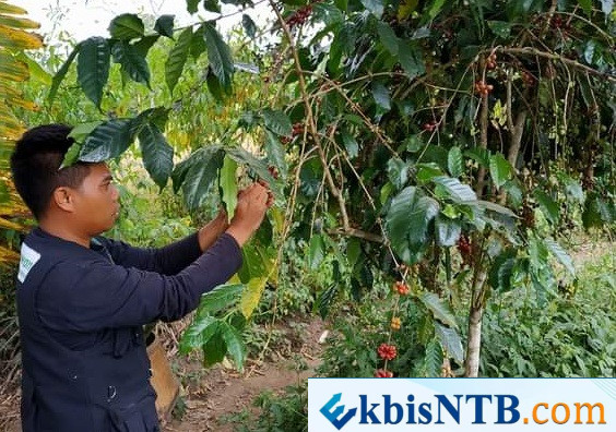 TANAMAN KOPI - Tanaman kopi yang tumbuh di Sajang Sembalun. Petani khawatir, mahalnya harga kopi ini menyebabkan pengusaha kopi mendatangkan kopi dengan harga murah. (Ekbis NTB/dok)