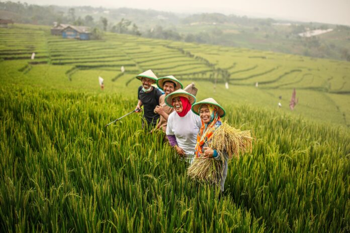 Petani penerima pupuk subsidi(ekbisntb.com/bul)