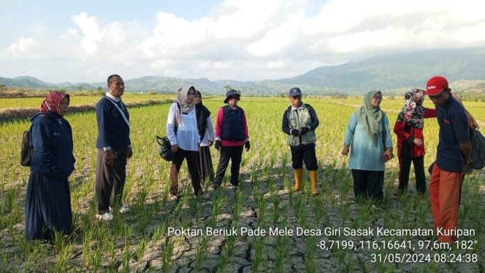 TURUN - Kepala Distan Lobar Damayanti Widyaningrum bersama jajaran turun langsung melakukan pengecekan lahan pertanian yang terdampak kekeringan. (Ekbis NTB/ist)