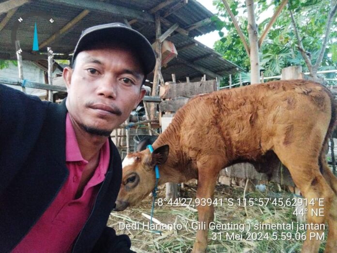 HASIL IB - Pedet atau anak sapi hasil dari program IB di Lobar. (Ekbis NTB/ist)