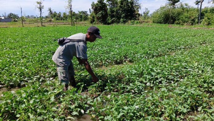 Petani di Kediri sedang memetik kangkung untuk dijual. Hasil panen kangkung ini bisa untuk menyekolahkan anaknya dan membeli tanah. (ekbisntb.com/her)