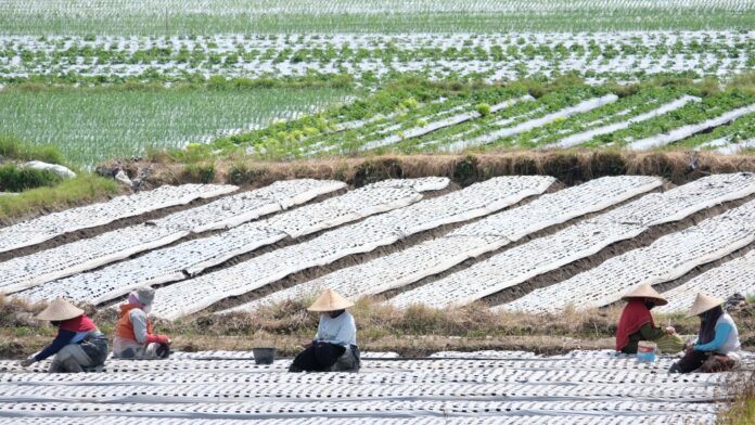 Petani di Sembalun, salah satunya yang diperhatikan menyerap pupuk subsidi yang masih menumpuk(ekbisntb.com/bul)