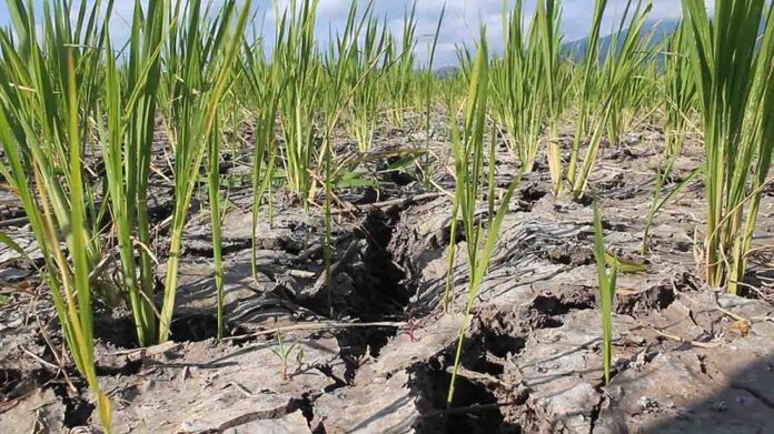 Tanaman padi petani di Lobar alami gagal panen dampak kekeringan. Pemerintah mesti segera turun tangan mengatasi dampak kekeringan. (ekbisntb.com/ist)
