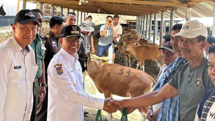 Penyaluran bibit sapi Bali betina ke sejumlah kelompok ternak di 10 kecamatan di Kabupaten Sumbawa, Kamis 17 Oktober 2024.(ekbisntb.com/ist)