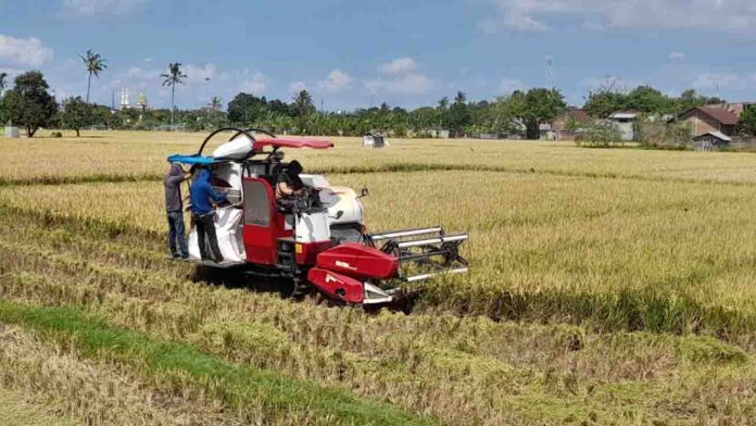Kegiatan panen padi menggunakan alat combine harvester di Kelurahan Pejarakan Karya Kota Mataram beberapa waktu lalu. Hingga September 2024, panen padi NTB Capai 1,26 Juta Ton GKG (ekbisntb.com/ris)