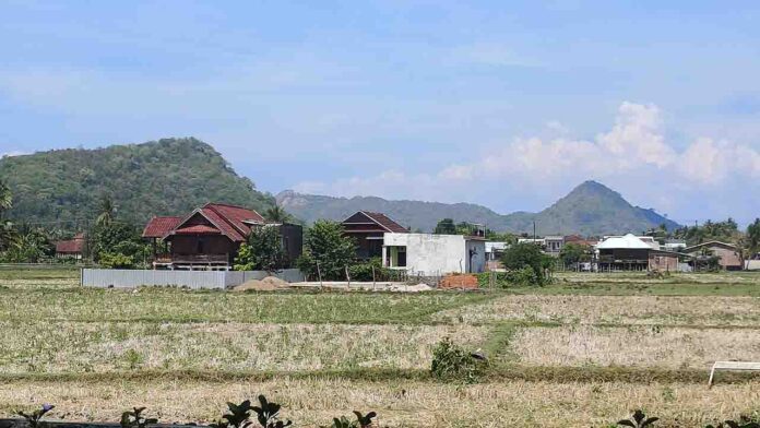 Area persawahan di sekitar KTC yang perlahan berubah menjadi pemukiman.(ekbisntb.com/ist)