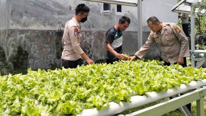 Polres Loteng mulai menggalakkan program ketahanan pangan di tengah masyarakat. Dengan memanfaatkan lahan kosong sebagai tempat bercocok tanam.(ekbisntb.com/kir)