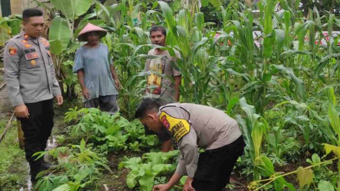 Lahan kosong di sekitar Polsek Batukliang dimanfaatkan jadi pekarangan bergizi. Dengan ditanami berbagai jenis tanaman. (ekbisntb.com/kir)