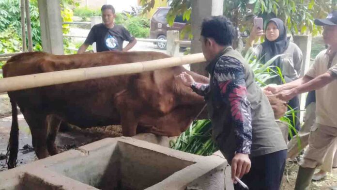 Pengawasan dan pencegahan kasus PMK dilakukan petugas kesehatan hewan Dinas Pertanian Loteng. Antisipasi penyebaran PMK di Loteng. (ekbisntb.com/kir)