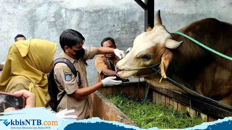 Distan Vaksinasi 88 Ribu Ekor, 48 Ternak Sapi di Lobar Terjangkit PMK Distan Vaksinasi 88 Ribu Ekor, 48 Ternak Sapi di Lobar Terjangkit PMK