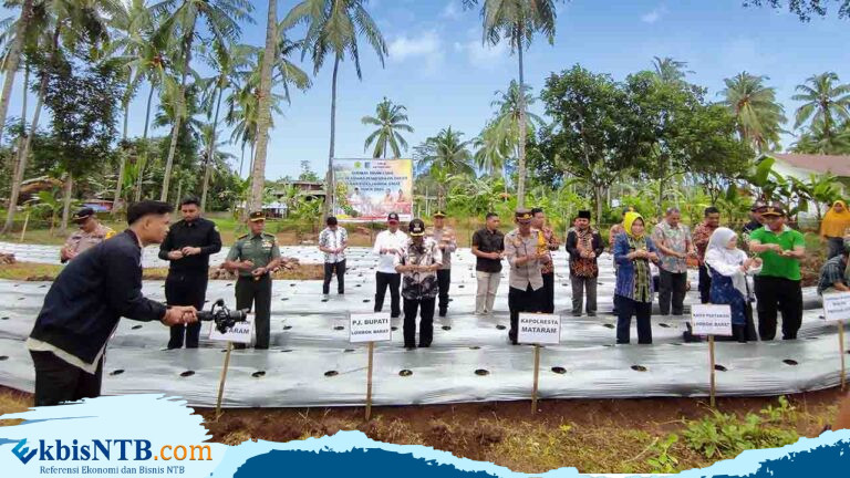 Kendalikan Inflasi, Pemkab Lobar Lakukan Gerakan Tanam 162 Ribu Bibit Cabai dan Tomat Kendalikan Inflasi, Pemkab Lobar Lakukan Gerakan Tanam 162 Ribu Bibit Cabai dan Tomat