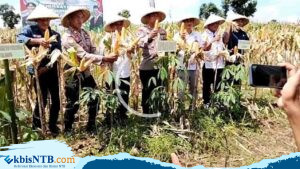 Realisasi Tanam Jagung Dompu di Bawah Target