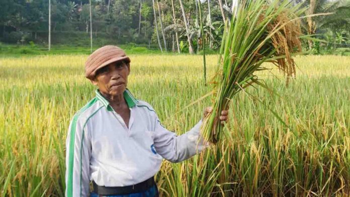 Petani NTB sedang panen padi. Pemprov yakin pertanian akan menopang pertumbuhan ekonomi sebesar 7 persen. (ekbisntb.com/era)