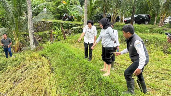 Wakil Ketua Komisi II DPRD NTB, Megawati Lestari, didampingi Dinas Pertanian turun langsung mengecek kondisi lahan pertanian warga yang terdampak banjir.(ekbisntb.com/ist)