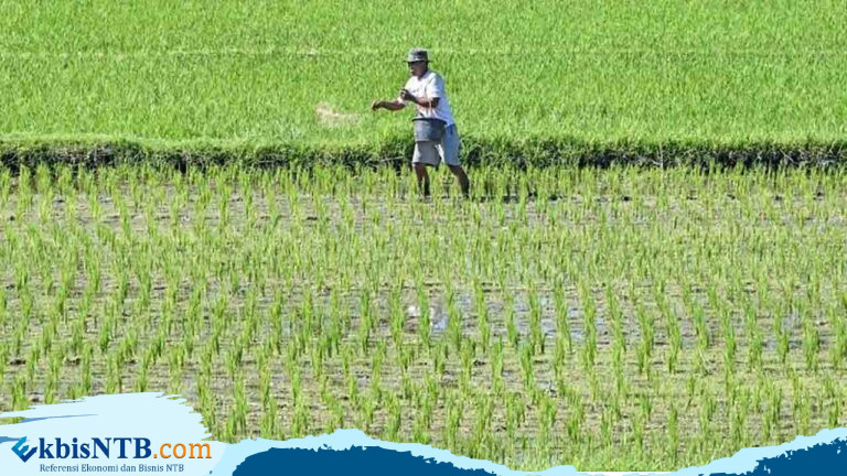NTB Mengalami Penurunan Produksi Padi 5,53 Persen NTB Mengalami Penurunan Produksi Padi 5,53 Persen
