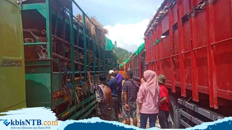 Butuh Kerja Sama NTB-Bali dalam Lalu Lintas Ternak Menuju Pulau Jawa Butuh Kerja Sama NTB-Bali dalam Lalu Lintas Ternak Menuju Pulau Jawa