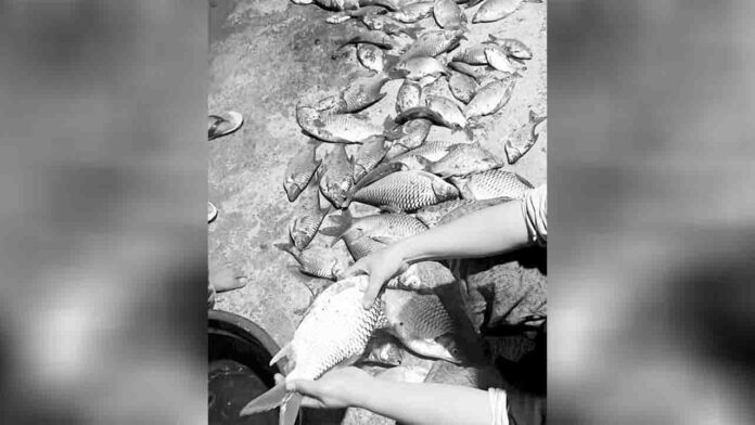 Warga menunjukkan ratusan ikan yang mati di sungai banjar (ekbisntb.com/ist)