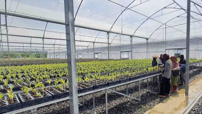 Pusat persemaian Mandalika menjadi salah satu fasilitas penyedia program bibit gratis Kemenhut di Pulau Lombok. (ekbisntb.com/kir)