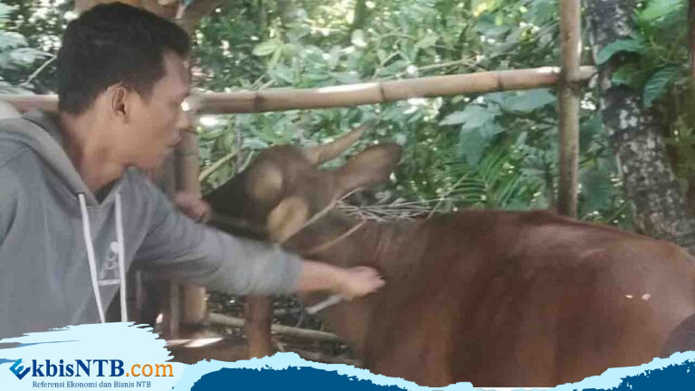 Belasan Sapi di Bilebante Dilaporkan Terjangkit PMK Belasan Sapi di Bilebante Dilaporkan Terjangkit PMK