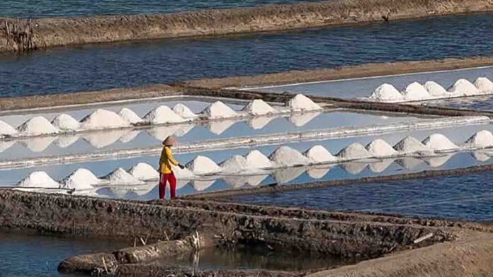 Petani di Lotim sedang memproses garam di tambak. (ekbisntb.com/rus)