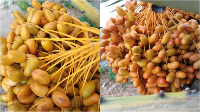 Kurma NTB “Ukhuwah Datu Nusantara” Wakili Indonesia pada Pameran Riset di Abu Dhabi