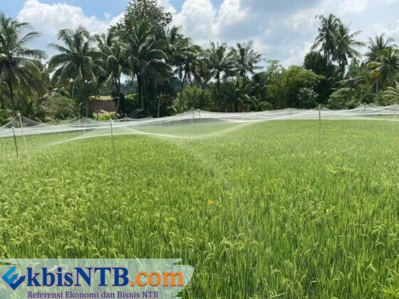 Lahan pertanian di Kabupaten Lombok Timur. Produksi beras tahun 2025 di Lotim tercatat mencapai 324,77 persen dari kebutuhan, dengan surplus sebesar 14 persen dibandingkan produksi 2024. (suarantb.com/rus) Produksi Beras di Lotim Meningkat 14 Persen