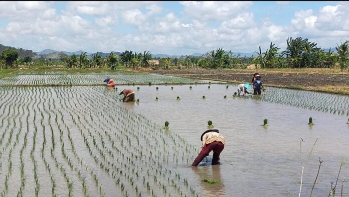 Penurunan Produksi, KLU Defisit 6 Ribu Ton Beras