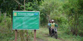 PLN Tanam 30.000 Pohon, Perkuat Rehabilitasi DAS Manni di Sumbawa