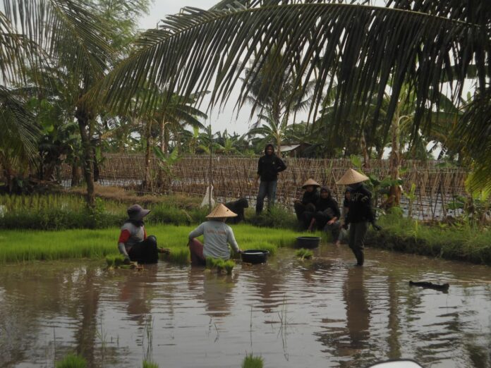 Sejumlah pekerja sedang mencabut bibit padi untuk ditanam. Tahun 2025 lalu, produksi padi NTB menembus 1,6 juta ton. (suarantb.com/era) Produksi Padi NTB Tembus 1,6 Juta Ton