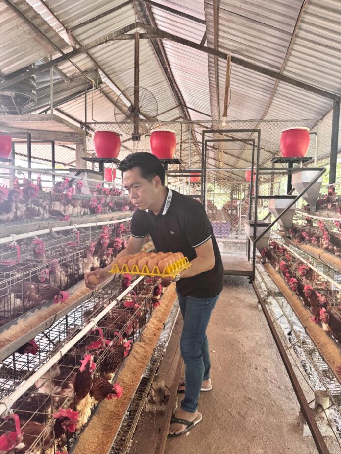 Ervin Tanaka di kandang ternak unggas miliknya. (suarantb.com/ist) Program MBG Bikin Pasar Telur NTB Lebih Stabil, Peternak Kian Optimistis Berinvestasi