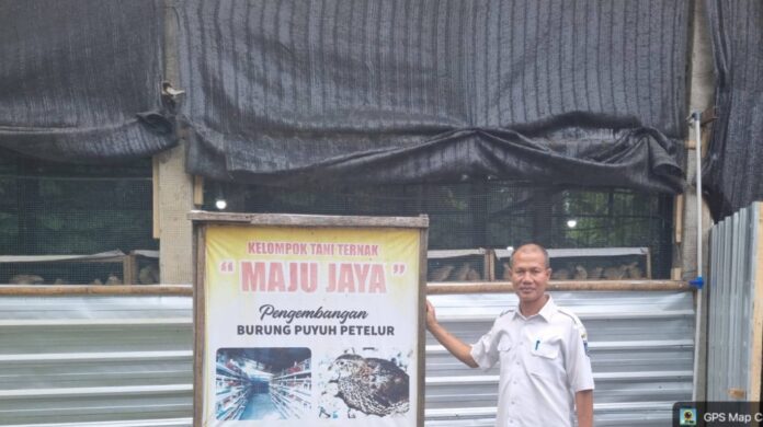 Ternak Puyuh dan Ayam Petelur, Cara Baru NTB Mengentaskan Kemiskinan Ekstrem