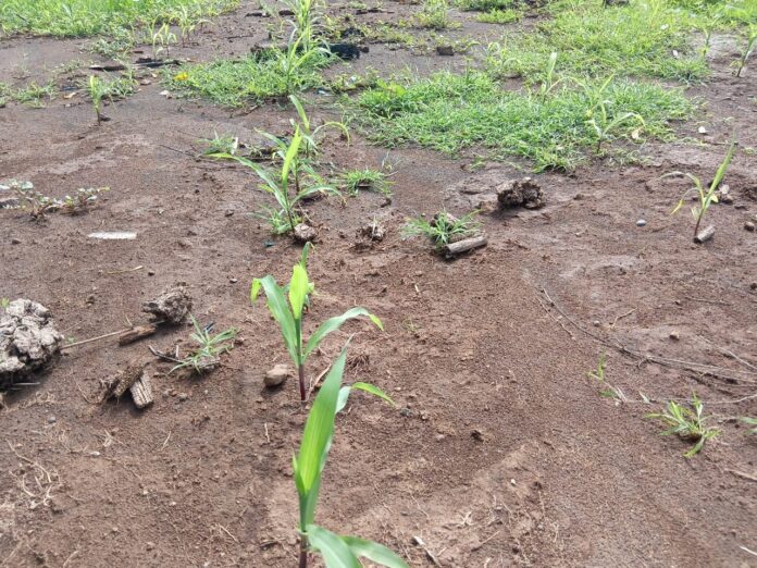 Pupuk NPK Langka, Petani Jagung di KLU Khawatir Budi Daya Tak Optimal