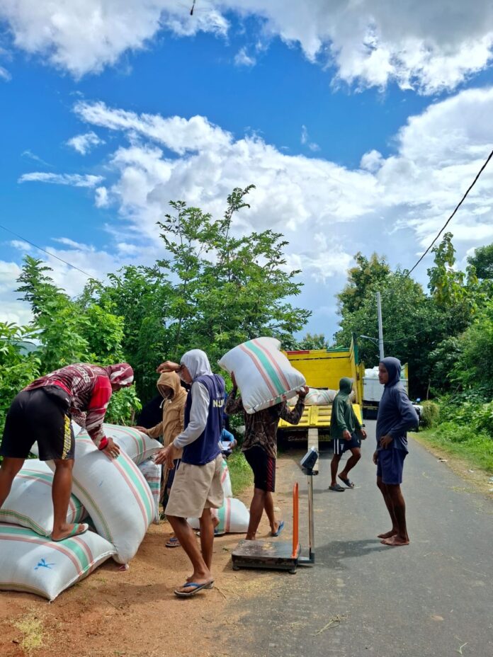 Sejumlah pekerja menaikan gabah ke atas truk di Dusun Buncu, Desa Matua Kecamatan Woja, Selasa (3/2/2026) siang. Petani terpaksa menjual gabah dengan harga lebih rendah dibandingkan HPP. Hal ini disebabkan petani lebih dulu mengambil uang ke tengkulak sebagai modal alias ijon. (suarantb.com/ula) Diduga Terlilit Ijon, Petani Dompu Jual Gabah di Bawah HPP
