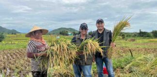 Kejar Target 240 Ribu Ton, Bulog NTB Gebrak Serapan Gabah Tanpa Hari Libur