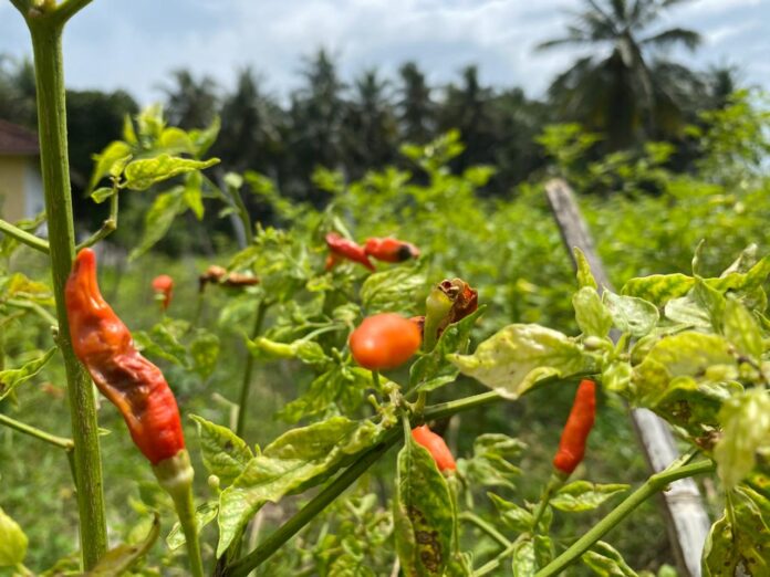 Tanaman cabai yang rusak terkena hama saat musim hujan. (suarantb.com/rus) Lonjakan Harga Cabai, Distan Lotim Sebut Tantangan Berat Tanam di Musim Hujan