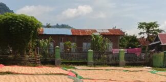 Bulog Bima Siap Serap Jagung Petani Dompu Bulog Bima Siap Serap Jagung Petani Dompu