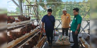 Wakaf Ayam Petelur Tembus 6.000 Populasi, Intens Produksi Telur Omega-3 Wakaf Ayam Petelur Tembus 6.000 Populasi, Intens Produksi Telur Omega-3