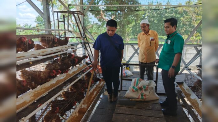 Wakaf Ayam Petelur Tembus 6.000 Populasi, Intens Produksi Telur Omega-3