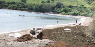 Selama Ramadan, Warga Ambalawi Ramai Berburu Rumput Laut Selama Ramadan, Warga Ambalawi Ramai Berburu Rumput Laut