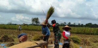 Usai Lebaran, Bulog dan Kodim Loteng Kebut Serap Gabah Petani