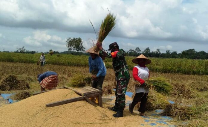 Personel Kodim Loteng turun langsung mengawal serapan bagah petani bersama Bulog dalam rangka mendukung program ketahanan pangan nasional. (Suara NTB/ist)