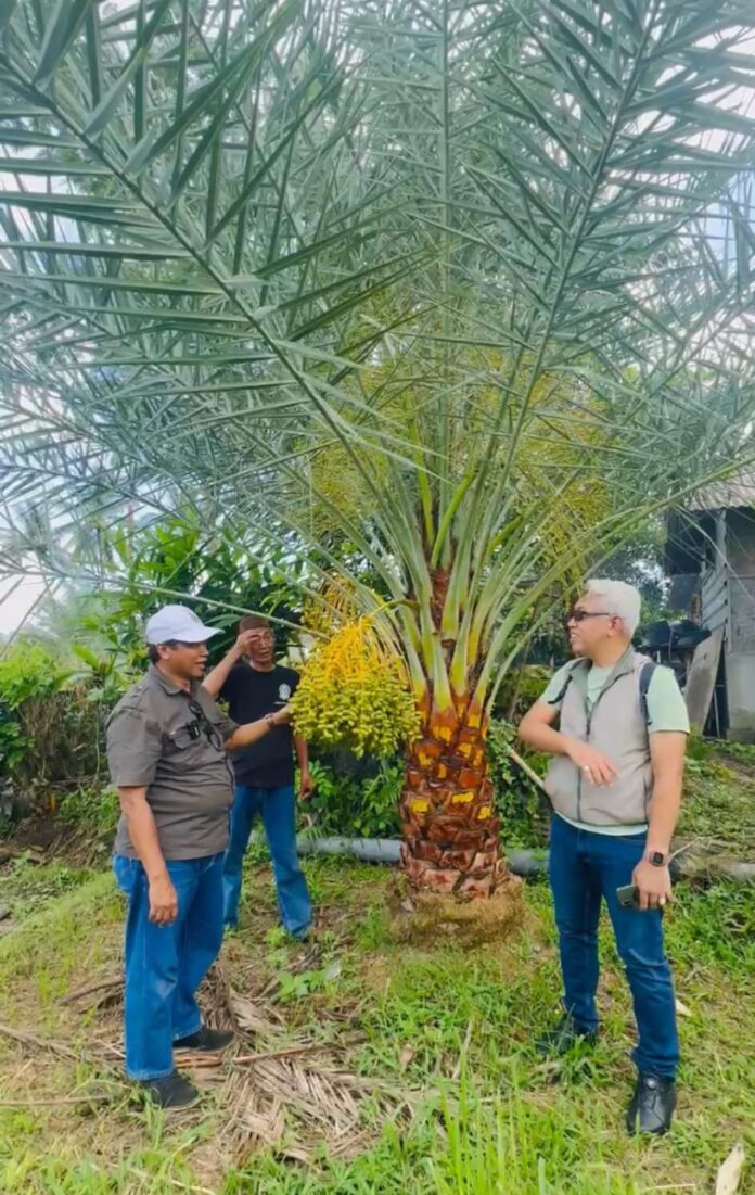 Kembangkan Kurma, UI Bantu Pemda KLU Susun Peta Jalan