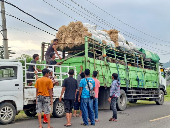 Truk tronton yang mengangkut ternak sapi asal Dompu dan hendak dikirim ke Jabodetabek untuk kebutuhan hewan kurban 2026, Kamis (26/3). (Suara NTB/ist)