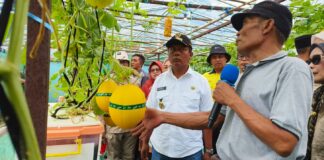 Bupati Amar Lakukan Panen Perdana Melon di Poto Tano