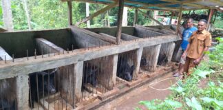 PLN Perkuat Pemberdayaan Ekonomi Berbasis Lokal, Program Ternak di Desa Wewo Sekitar Pengembangan PLTP Ulumbu Tunjukkan Dampak Positif PLN Perkuat Pemberdayaan Ekonomi Berbasis Lokal, Program Ternak di Desa Wewo Sekitar Pengembangan PLTP Ulumbu Tunjukkan Dampak Positif