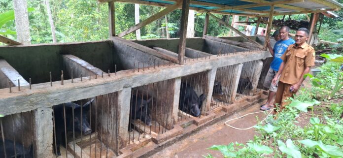 IMG-20260416-WA0026 PLN Perkuat Pemberdayaan Ekonomi Berbasis Lokal, Program Ternak di Desa Wewo Sekitar Pengembangan PLTP Ulumbu Tunjukkan Dampak Positif